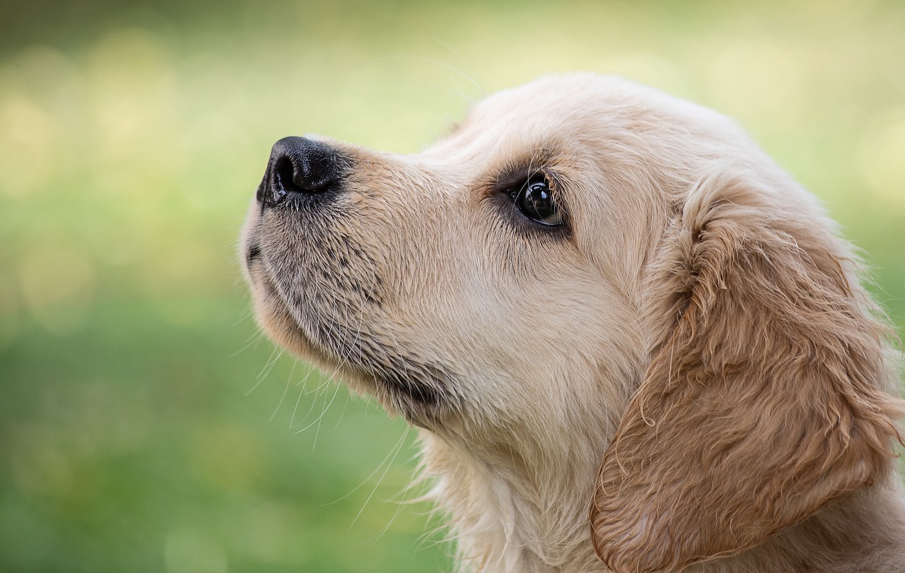 Wat is gedragstherapie voor honden? 